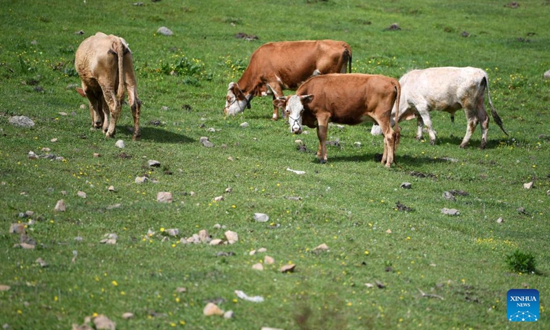 Cattles graze on grassland at a forest farm of Guanshan Mountain in Zhangjiachuan Hui Autonomous County of Tianshui, northwest China's Gansu Province, June 7, 2022.(Photo: Xinhua)