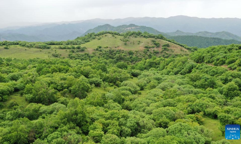 Aerial photo taken on June 7, 2022 shows the view of a forest farm of Guanshan Mountain in Zhangjiachuan Hui Autonomous County of Tianshui, northwest China's Gansu Province. (Photo: Xinhua)
