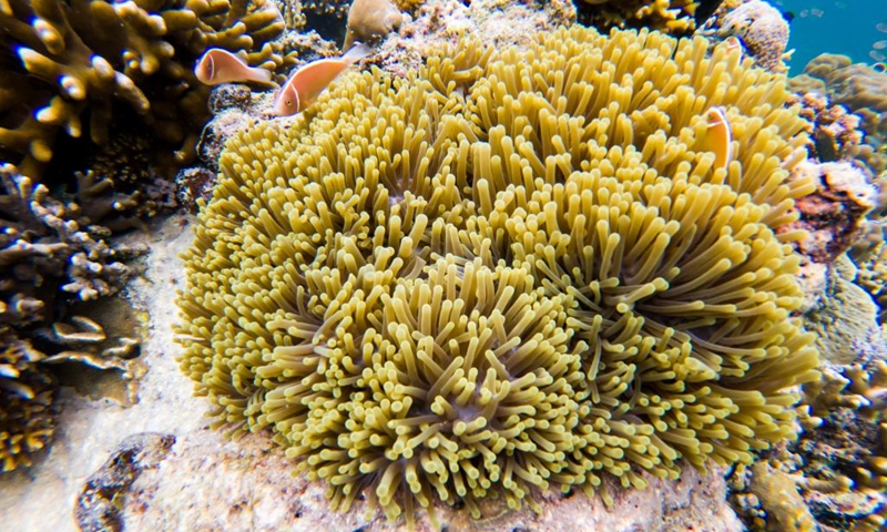 Photo taken on May 14, 2022 shows the underwater scenery off the Semporna of Sabah, Malaysia. A healthy marine ecosystem here provides a habitat for various marine lives.(Photo: Xinhua)