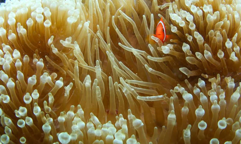 Photo taken on Sept. 28, 2021 shows a clownfish and sea anemone in the waters of Fenjiezhou Island of Hainan Province, south China.(Photo: Xinhua)