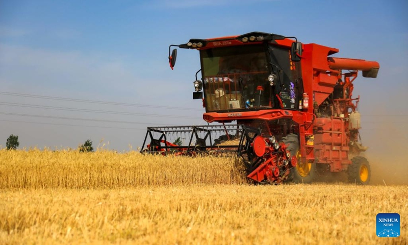 A harvester works in wheat fields in Xisong Village of Sansi Township, Xingtai City, north China's Hebei Province, June 8, 2022.(Photo: Xinhua)