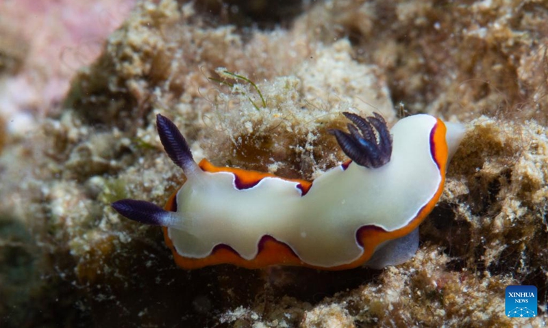 Photo taken on May 27, 2022 shows marine creatures in the waters of Fenjiezhou Island of Hainan Province, south China. June 8 marks World Oceans Day. To protect the local underwater ecology, Fenjiezhou scenic area authorities, together with oceanic and fishery researchers, have been growing and transplanting corals since 2004. After years of protection and restoration, the coral coverage rate of Fenjiezhou Island waters has increased. The improvement of underwater ecosystem has attracted more marine creatures.(Photo: Xinhua)