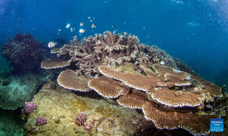 Photo taken on June 8, 2022 shows corals in the waters of Fenjiezhou Island of Hainan Province, south China. June 8 marks World Oceans Day. To protect the local underwater ecology, Fenjiezhou scenic area authorities, together with oceanic and fishery researchers, have been growing and transplanting corals since 2004. After years of protection and restoration, the coral coverage rate of Fenjiezhou Island waters has increased. The improvement of underwater ecosystem has attracted more marine creatures.(Photo: Xinhua)