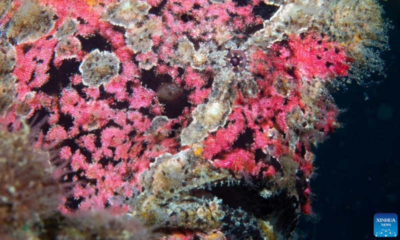 Photo taken on May 26, 2022 shows marine creatures in the waters of Fenjiezhou Island of Hainan Province, south China. June 8 marks World Oceans Day. To protect the local underwater ecology, Fenjiezhou scenic area authorities, together with oceanic and fishery researchers, have been growing and transplanting corals since 2004. After years of protection and restoration, the coral coverage rate of Fenjiezhou Island waters has increased. The improvement of underwater ecosystem has attracted more marine creatures.(Photo: Xinhua)