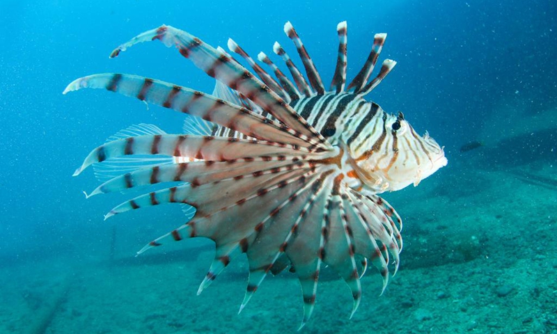 A lionfish (pterois volitans) swims in the waters of Fenjiezhou Island of Hainan Province, south China, Sept. 29, 2021.(Photo: Xinhua)