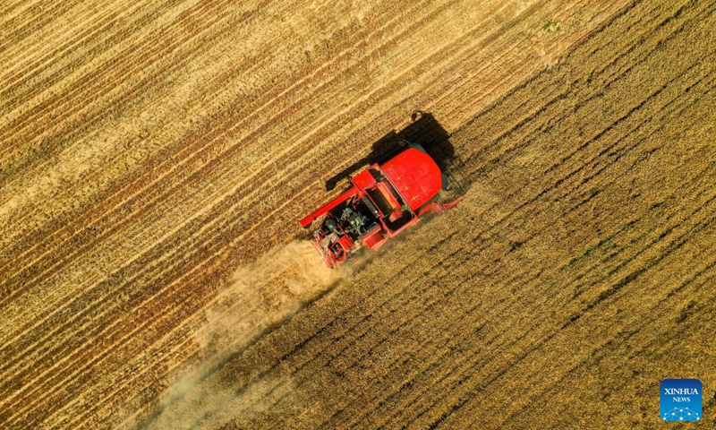 Aerial photo taken on June 8, 2022 shows harvesters working in wheat fields in Xisong Village of Sansi Township, Xingtai City, north China's Hebei Province.(Photo: Xinhua)