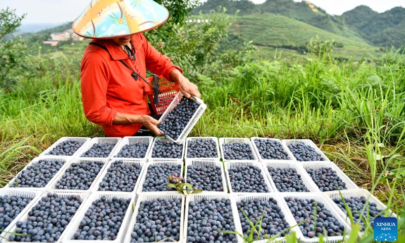 A villager collects blueberries at an ecological blueberry garden in Majiang County, southwest China's Guizhou Province, June 18, 2022. More than 80,000 mu (about 5,333 hectares) of blueberries have entered harvest season in Majiang County of Guizhou, and the blueberry products are being sold to the rest of the country via online orders.(Photo: Xinhua)