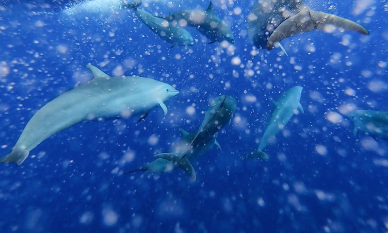 Fraser's dolphins are seen in the South China Sea, July 20, 2020.(Photo: Xinhua)