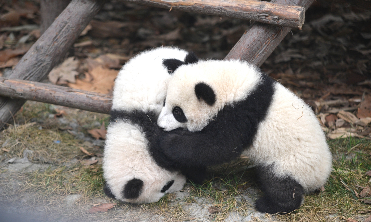 Top: San Su Ci 
Chinese giant pandas in Southwest China's Sichuan Province 
Photos: VCG