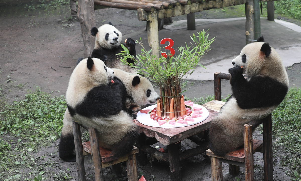 A joint birthday party for giant pandas is held in Chongqing Zoo, Southwest China's Chongqing Municipality on June 10, 2022.  Shuangshuang, Chongchong, Xixi and Qingqing celebrated their 3rd birthday together. Photo: VCG