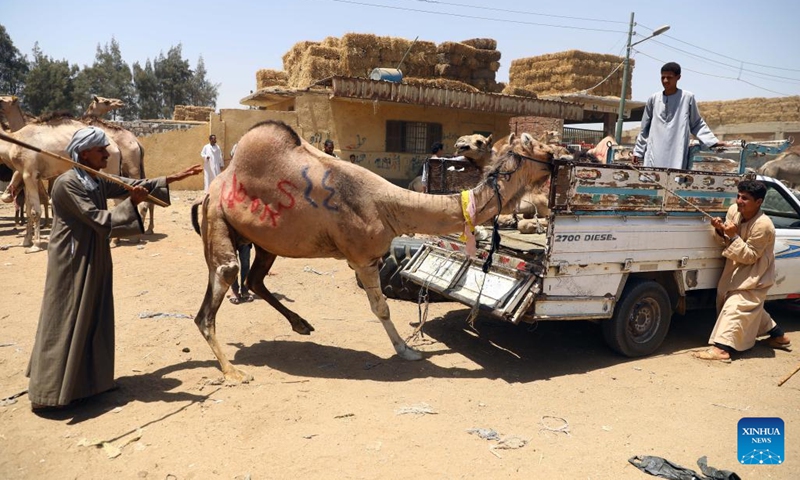 People load a camel onto a vehicle at Berkash camel market, some 50 kilometers northwest to Cairo, Egypt, on June 10, 2022.(Photo: Xinhua)