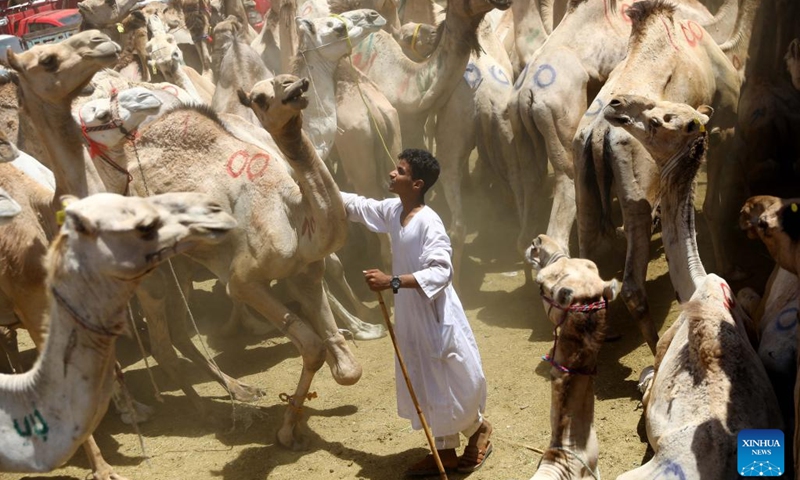 A vendor handles a camel for sale at Berkash camel market, some 50 kilometers northwest to Cairo, Egypt, on June 10, 2022.(Photo: Xinhua)