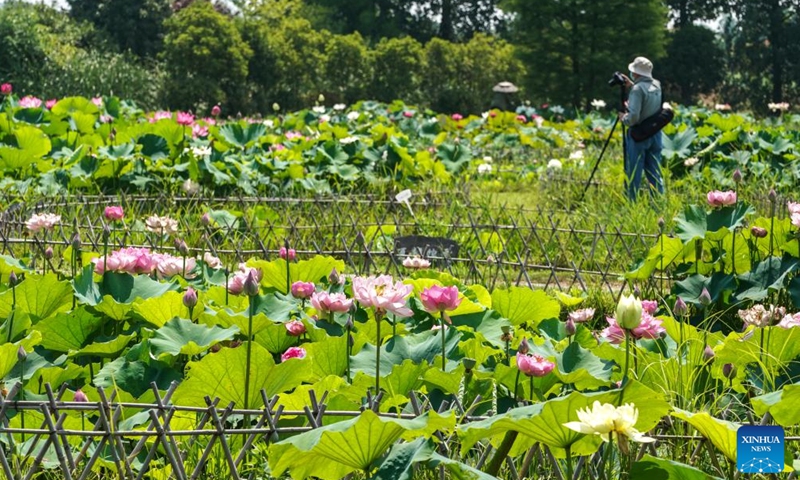 A tourist takes photos of lotus flowers in the Chishan Lake Wetland in Nanjing, east China's Jiangsu Province on June 11, 2022.Photo:Xinhua