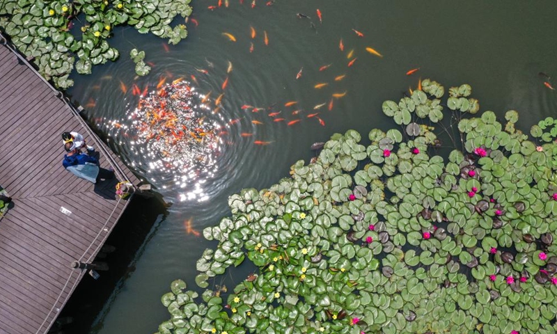 Aerial photo taken on June 11, 2022 shows tourists visiting the Chishan Lake Wetland in Nanjing, east China's Jiangsu Province.Photo:Xinhua