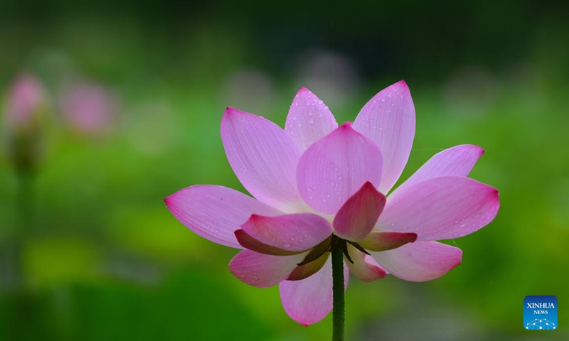 A lotus flower is seen at a wetland park in Wuxi, east China's Jiangsu Province, June 12, 2022.Photo:Xinhua