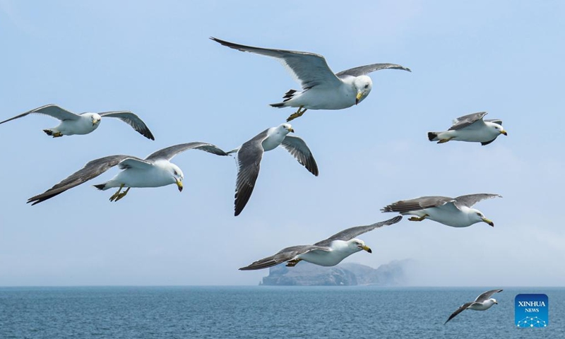 A colony of black-tailed gulls fly over the water in Rongcheng, east China's Shandong Province, June 12, 2022.Photo:Xinhua