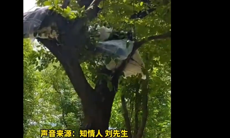 Young man lives on tree to save money while searching for jobs. Screenshot of Changsha Political and Law Channel