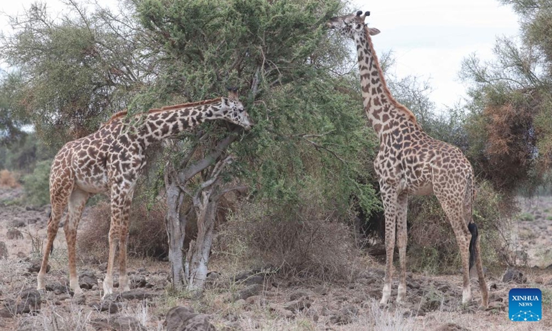 Photo taken on June 11, 2022 shows giraffes at the Amboseli national park, Kenya.Photo:Xinhua