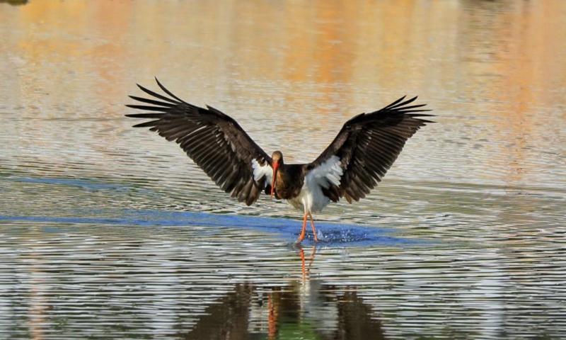 A black stork is spotted in Juma river , Laiyuan county, north China's Hebei Province, June 2022. (Photo: China News Service/Zhang Haibo)