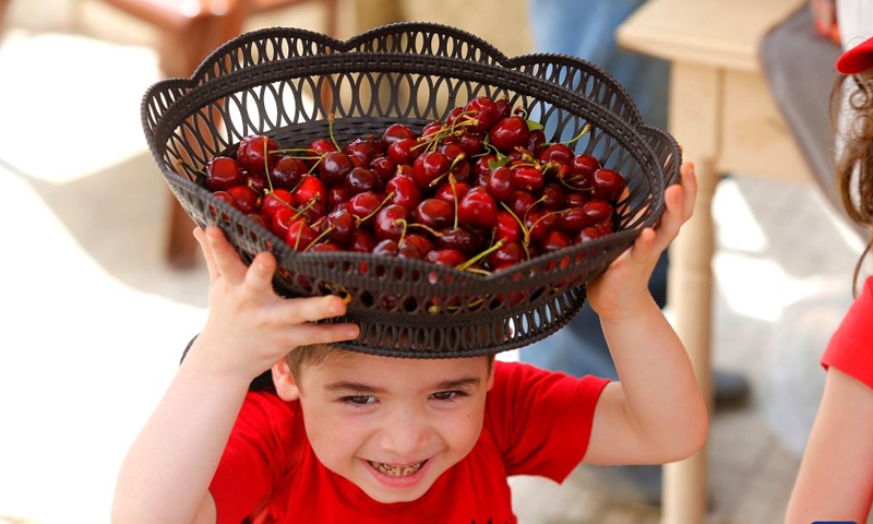 A boy carries a basket with cherries at the Hammana Cherry Festival in the village of Hammana, Mount Lebanon Governorate, Lebanon, on June 12, 2022.Photo:Xinhua
