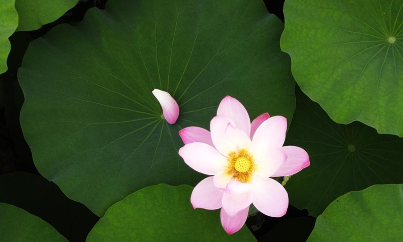 Aerial photo taken on June 12, 2022 shows a lotus flower in Yangzhou, east China's Jiangsu Province.Photo:Xinhua