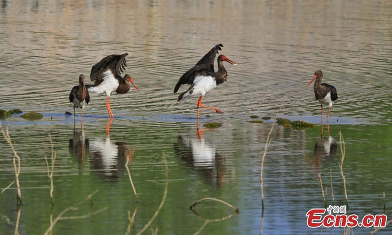 Black storks look for food in Juma river, Laiyuan county, north China's Hebei Province, June 2022. (Photo: China News Service/Zhang Haibo)