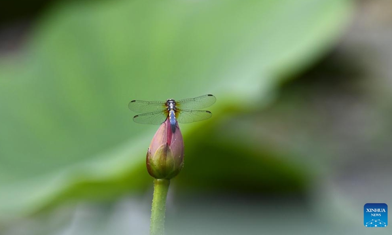 A dragonfly perches on a lotus bud in Tengzhou, east China's Shandong Province, June 12, 2022.Photo:Xinhua