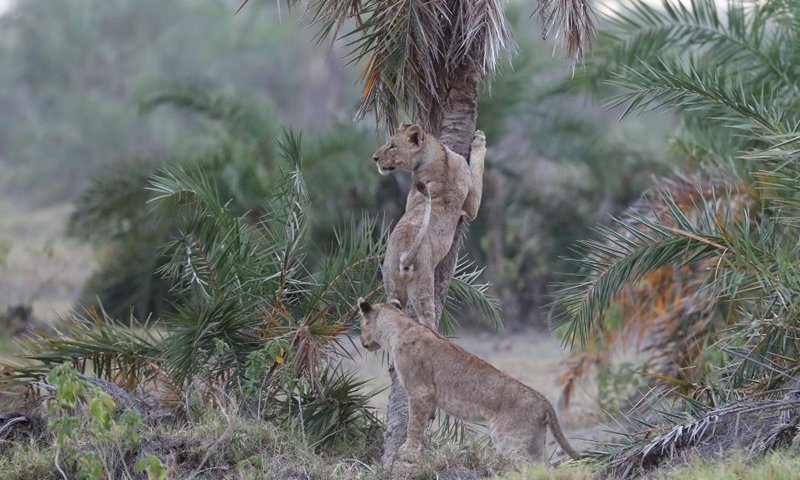 Photo taken on June 11, 2022 shows lions at the Amboseli national park, Kenya.Photo:Xinhua