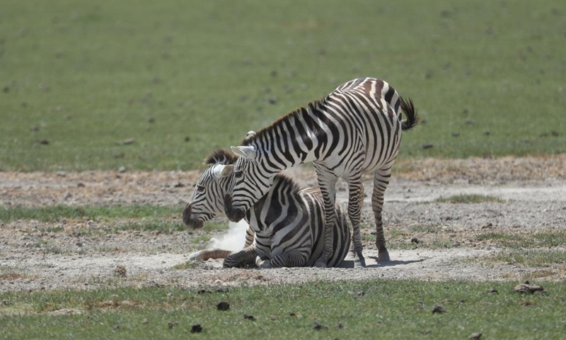 Photo taken on June 11, 2022 shows zebras at the Amboseli national park, Kenya.Photo:Xinhua