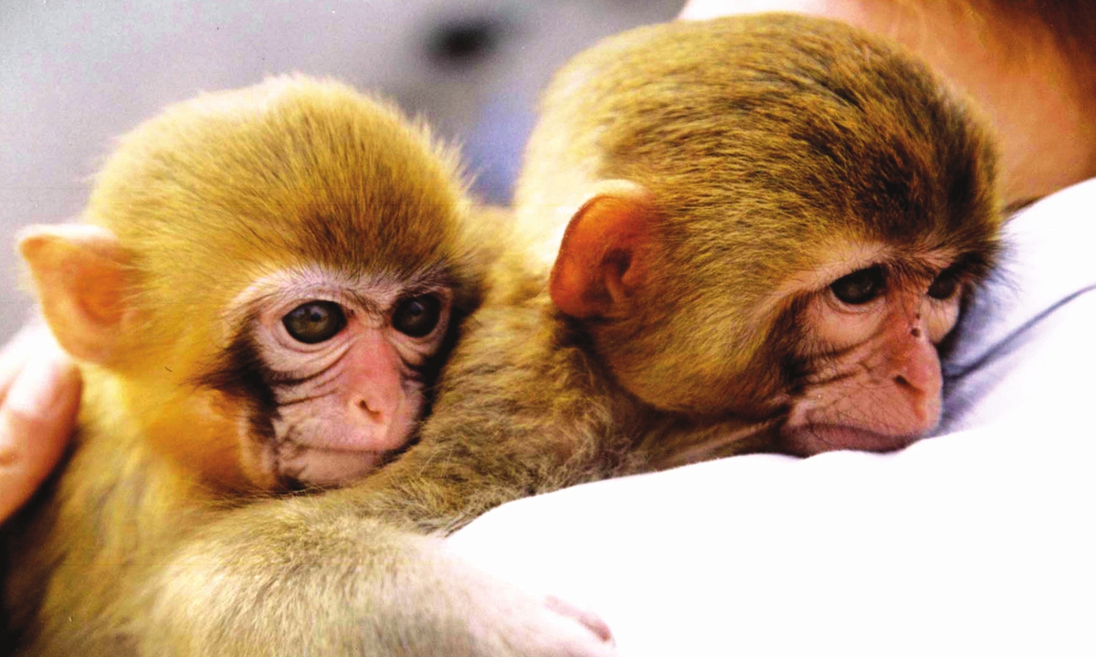 Experimental monkeys become hot commodity in China despite soaring prices  as domestic innovative drug R&D projects grow - Global Times