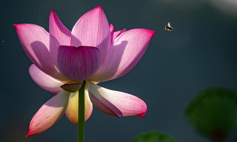 A bee approaches a lotus flower in Tayang Township, Qionghai City of south China's Hainan Province, June 12, 2022.Photo:Xinhua