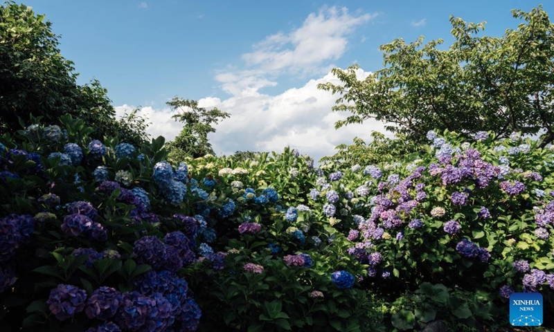Photo taken on June 12, 2022 shows Hydrangea flowers in full bloom in Shimoda City, Shizuoka, Japan.Photo:Xinhua