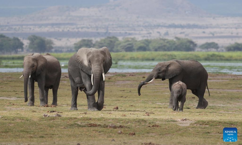 Photo taken on June 11, 2022 shows elephants at the Amboseli national park, Kenya.Photo:Xinhua