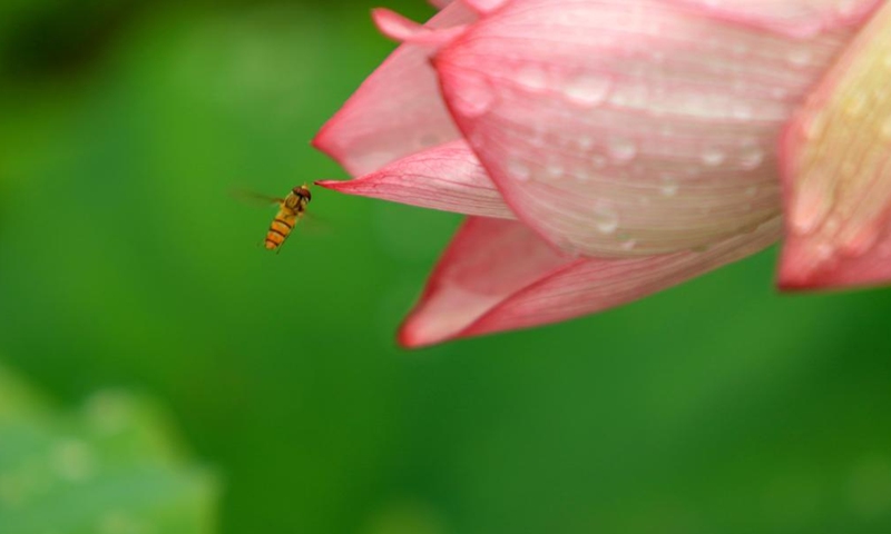 A bee approaches a lotus flower in Tayang Township, Qionghai City of south China's Hainan Province, June 12, 2022.Photo:Xinhua