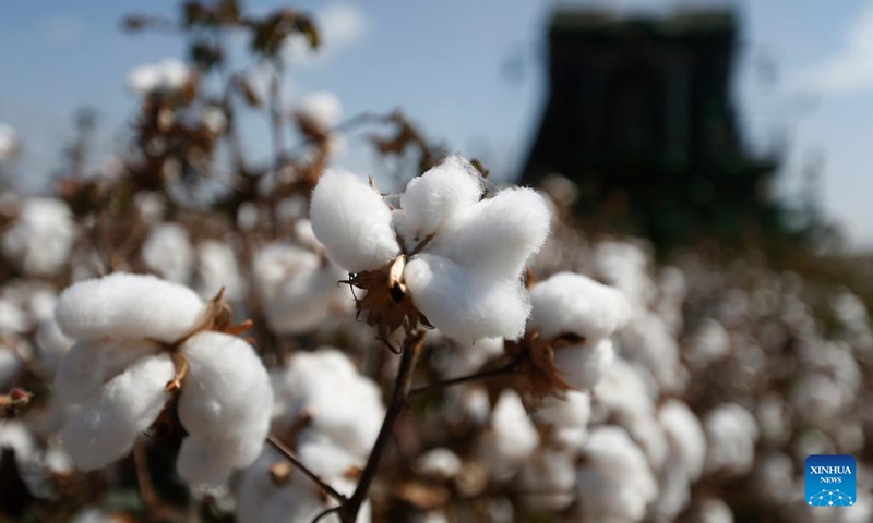 Cotton is pictured at Santa Colomba farm in Bahia state, Brazil, June 14, 2022. Brazil is one of the world's leading cotton producers and exporters.(Photo: Xinhua)