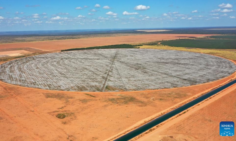 Photo taken on June 14, 2022 shows a cotton field in Bahia state, Brazil, June 14, 2022. Brazil is one of the world's leading cotton producers and exporters.(Photo: Xinhua)