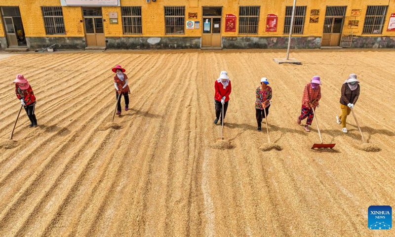 Aerial photo shows villagers drying wheat in Dalijia Village of Shangzhuang Township in Rongcheng, east China's Shandong Province, June 13, 2022. By 5 pm this Monday, Shandong Province, China's second-largest wheat-producing area, had finished reaping winter wheat on 40.223 million mu (about 2.68 million hectares) of farmland, accounting for around 67 percent of its total winter wheat.(Photo: Xinhua)