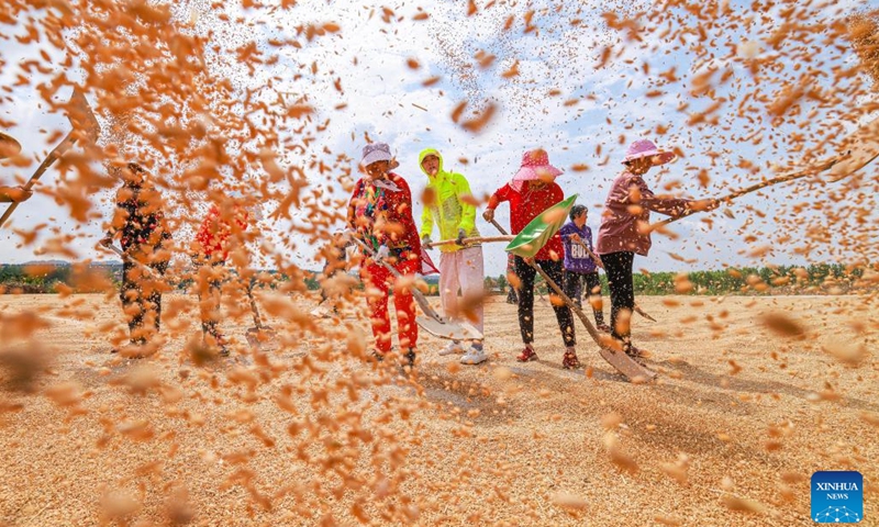 Villagers dry wheat in Dalijia Village of Shangzhuang Township in Rongcheng, east China's Shandong Province, June 13, 2022. By 5 pm this Monday, Shandong Province, China's second-largest wheat-producing area, had finished reaping winter wheat on 40.223 million mu (about 2.68 million hectares) of farmland, accounting for around 67 percent of its total winter wheat.(Photo: Xinhua)