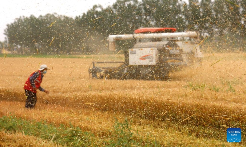 A harvester works in the field in Gaomiaoli Village of Pangjia Township in Boxing County, Binzhou City, east China's Shandong Province, June 13, 2022. By 5 pm this Monday, Shandong Province, China's second-largest wheat-producing area, had finished reaping winter wheat on 40.223 million mu (about 2.68 million hectares) of farmland, accounting for around 67 percent of its total winter wheat.(Photo: Xinhua)
