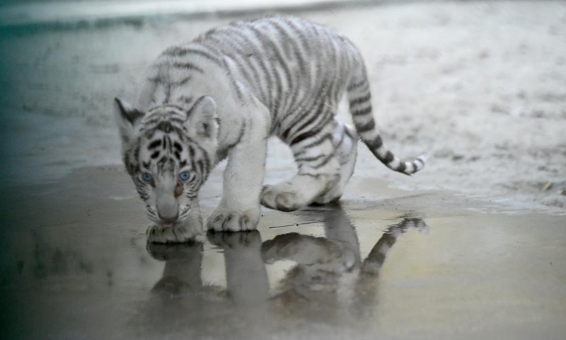 A white Royal Bengal Tiger cub is seen in Bangladesh National Zoo in Dhaka on June 13, 2022.(Photo: Xinhua)