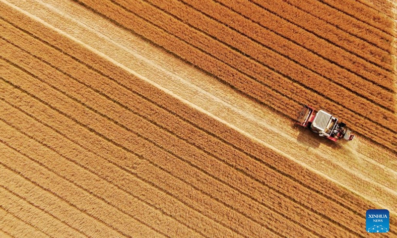 Aerial photo taken on June 12, 2022 shows a harvester working in the field in Dongjiazhuang Village of Difang Township in Pingyi County, Linyi City, east China's Shandong Province. By 5 pm this Monday, Shandong Province, China's second-largest wheat-producing area, had finished reaping winter wheat on 40.223 million mu (about 2.68 million hectares) of farmland, accounting for around 67 percent of its total winter wheat.(Photo: Xinhua)