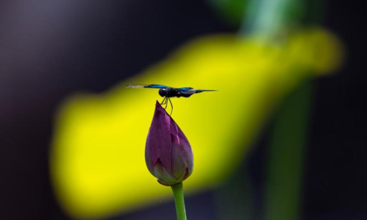 A butterfly dragonfly rests on a lotus flower at a park in Jiujiang city, east China's Jiangxi Province, June 17, 2022. Photo:China News Service