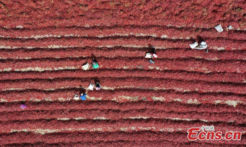 Farmers air chili peppers in the sun in Bohu County, northwest China's Xinjiang Uyghur Autonomous Region, June 14, 2022. (Photo: China News Service/Nian Lei)