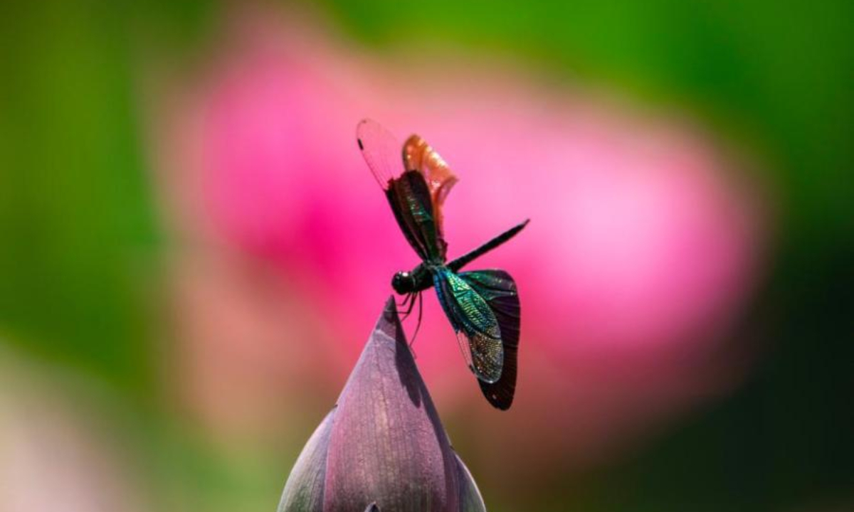 A butterfly dragonfly rests on a lotus flower at a park in Jiujiang city, east China's Jiangxi Province, June 17, 2022. Photo:China News Service