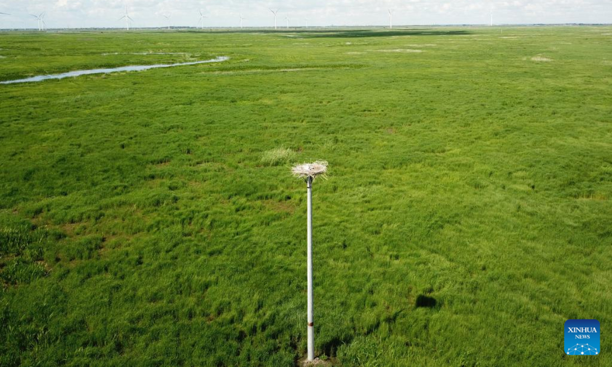 Aerial photo taken on June 16, 2022 shows an artificial nest built for oriental white storks at a nature reserve in Qiqihar, northeast China's Heilongjiang Province. Photo:Xinhua