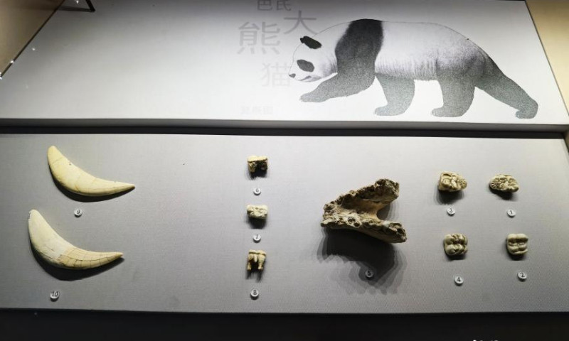 Giant panda fossils are on show in the Chengdu Natural History Museum, Chengdu, southwest China's Sichuan Province, June 15, 2022. (Photo: China News Service/Liu Zhongjun)