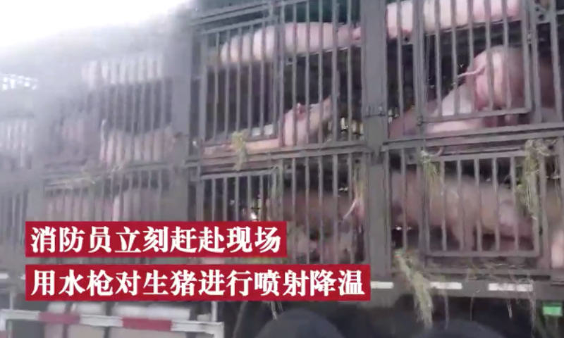 100 pigs suffer from heat stroke and firefighters spray water to cool them down on high-way. Screenshot of D Video