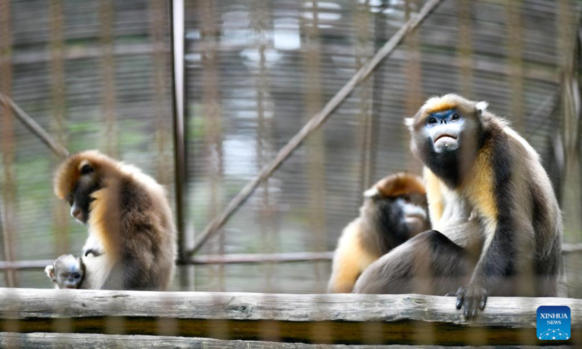 Guizhou snub-nosed monkeys are seen with a cub in a wildlife rescue center of Fanjingshan National Nature Reserve in southwest China's Guizhou Province, June 16, 2022. Photo:Xinhua
