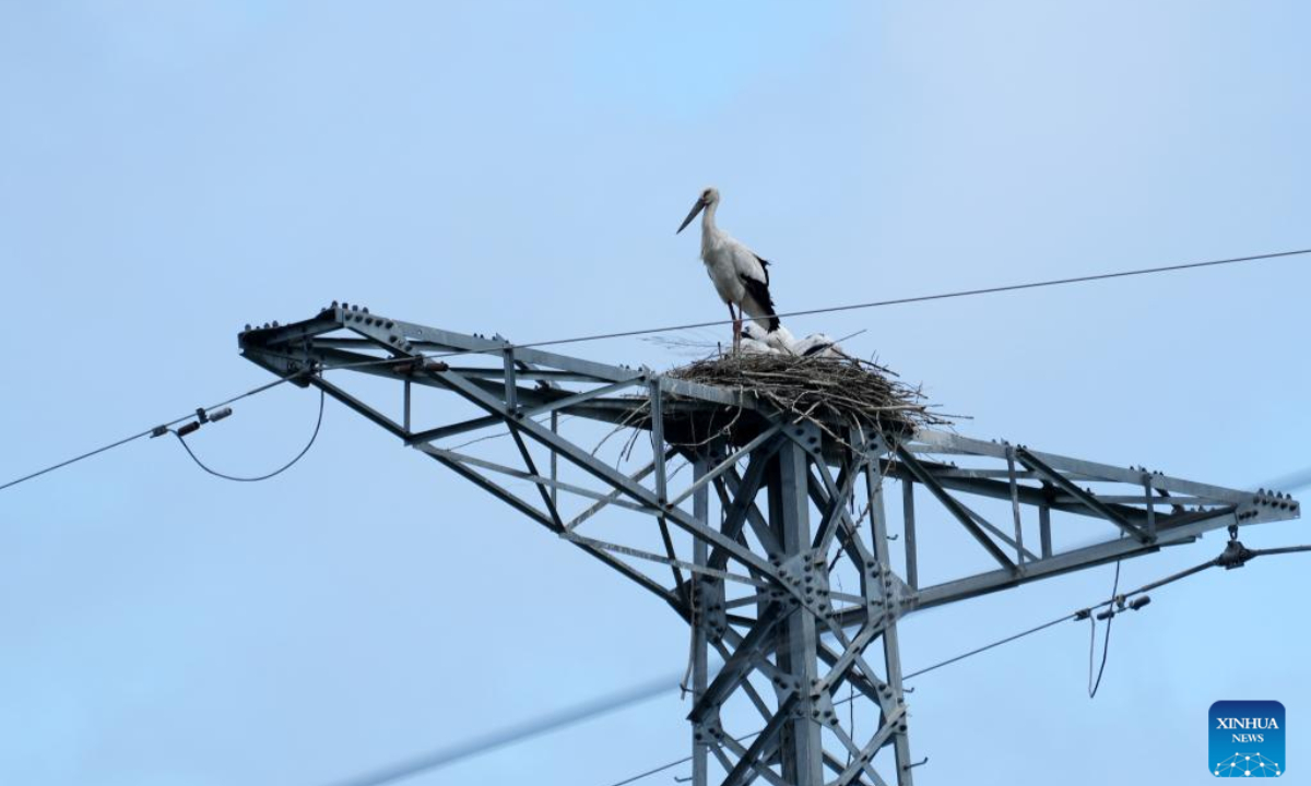 An oriental white stork rests at its nest on top of a power transmission tower in Qiqihar, northeast China's Heilongjiang Province, June 15, 2022. Photo:Xinhua