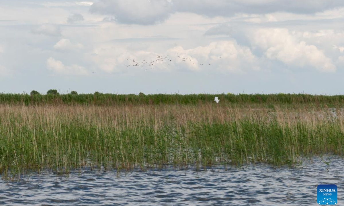 Birds fly over Qixinghe National Nature Reserve in Baoqing County, Shuangyashan City, northeast China's Heilongjiang Province, June 17, 2022. Photo:Xinhua